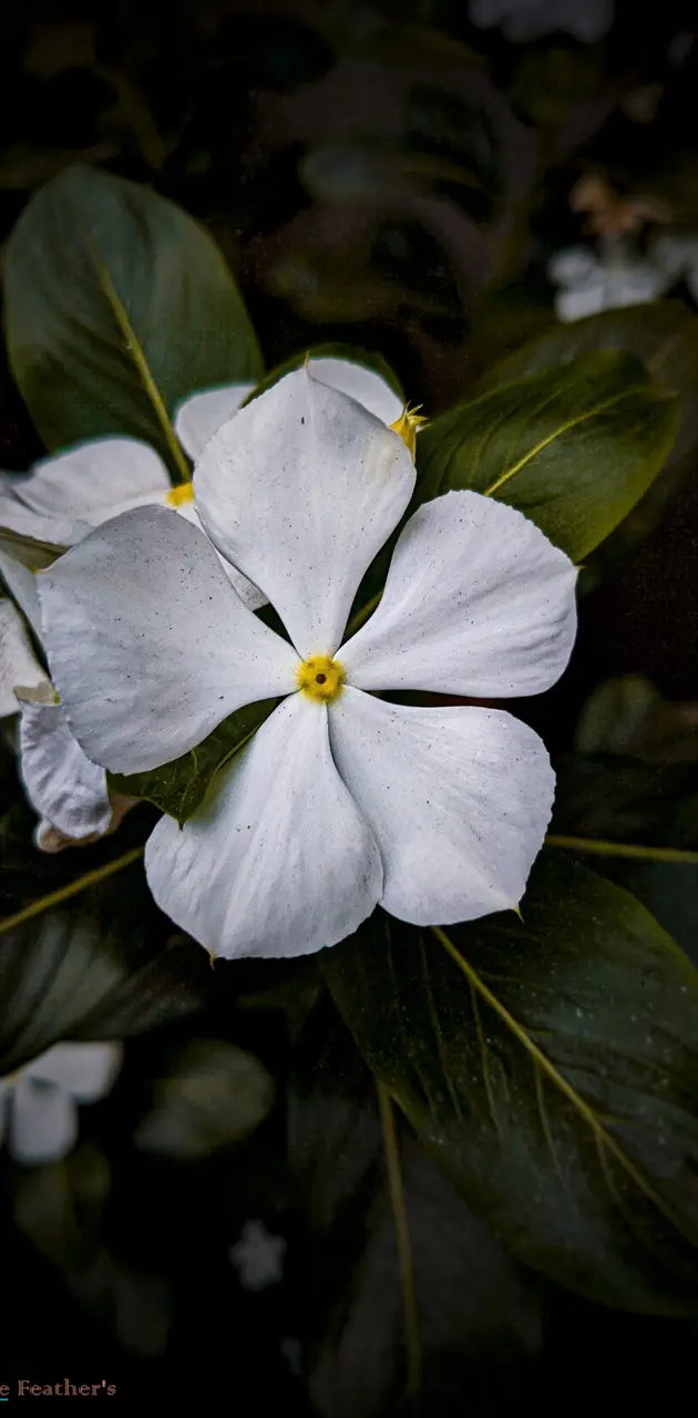 White flower  