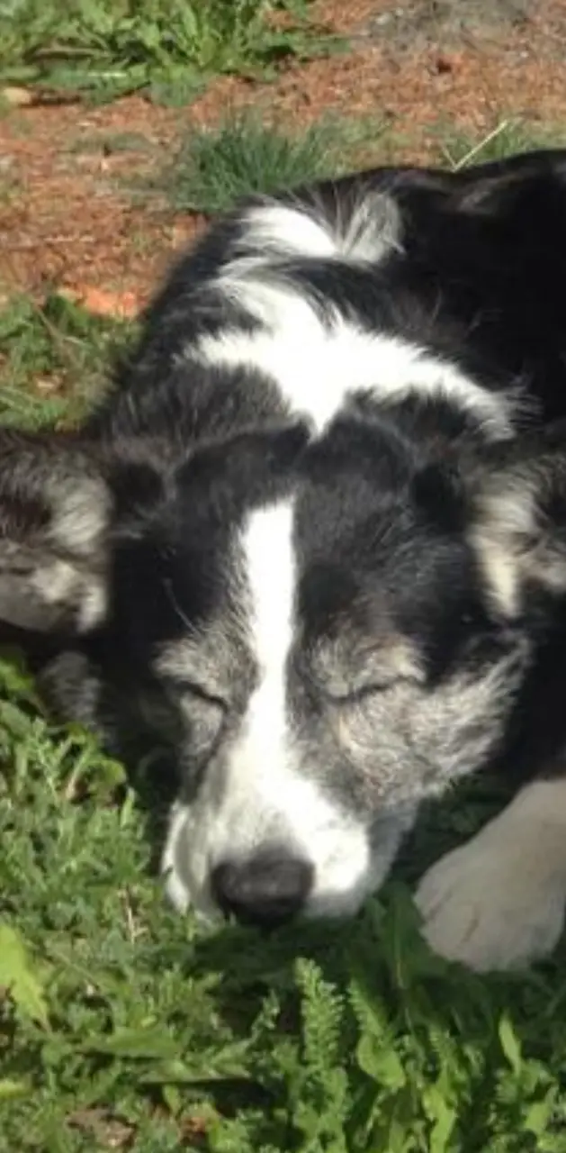 Cute doggo sleeping
