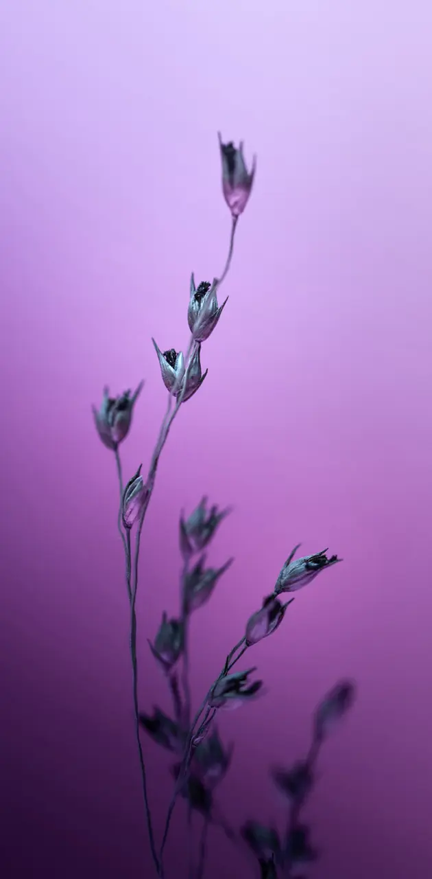 Purple Plant 
