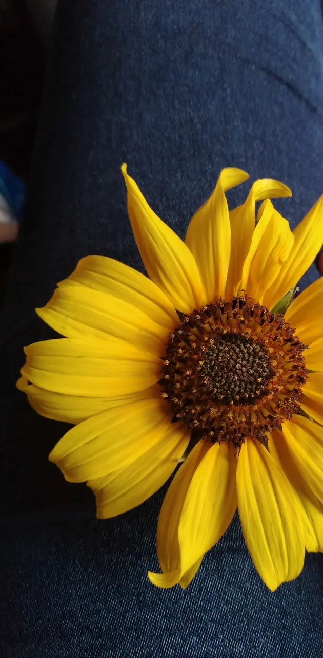 Sunflower HD