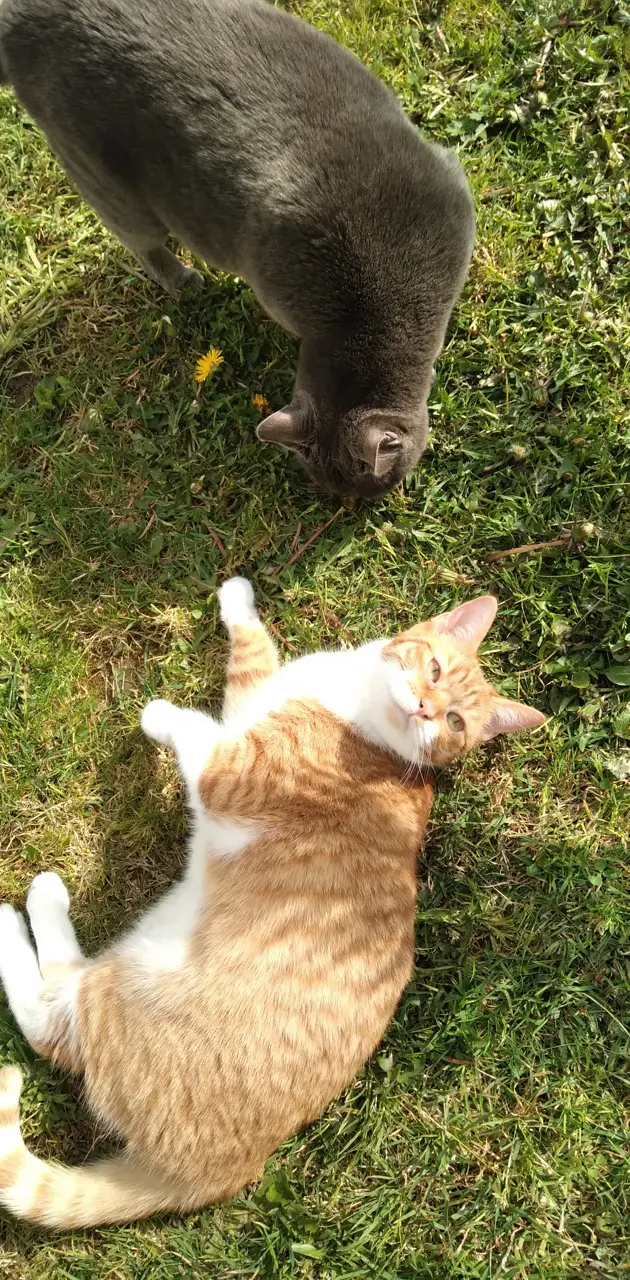 chats sous le soleil