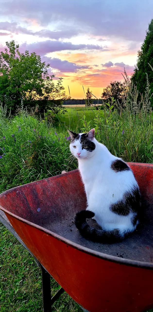 Cat in countryside