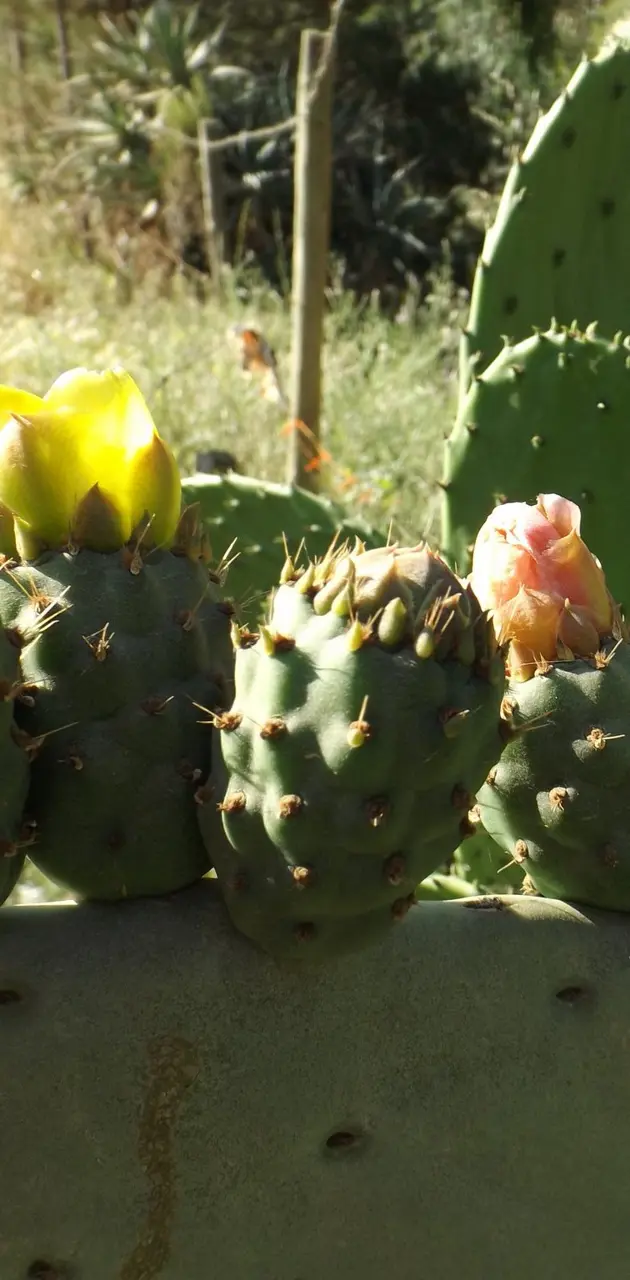 Flor de cactus 