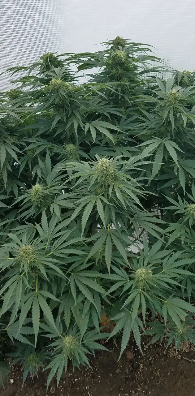 420 cannabis 