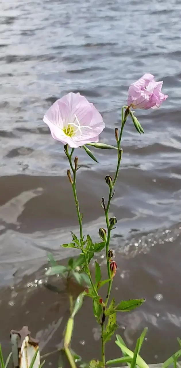 Flores en el lago