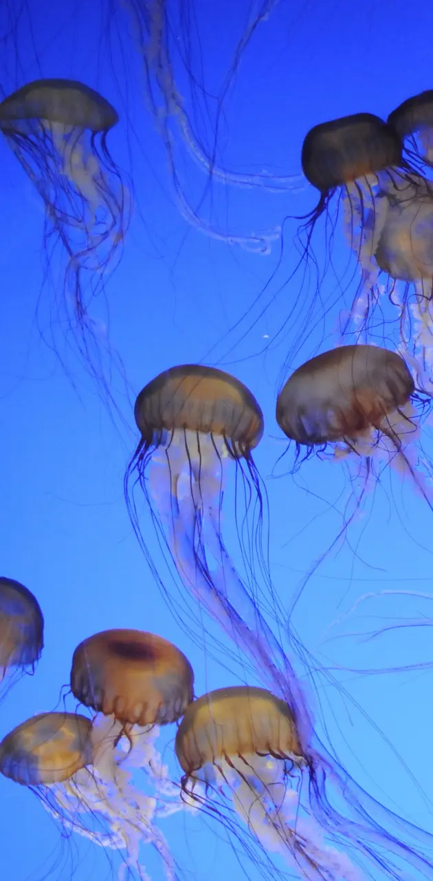 More Jellyfish