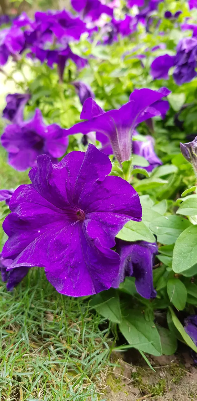 purple Green Flower