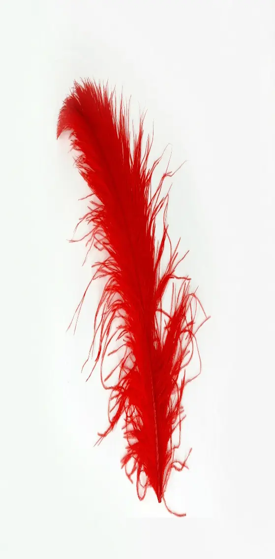 Red   Feather