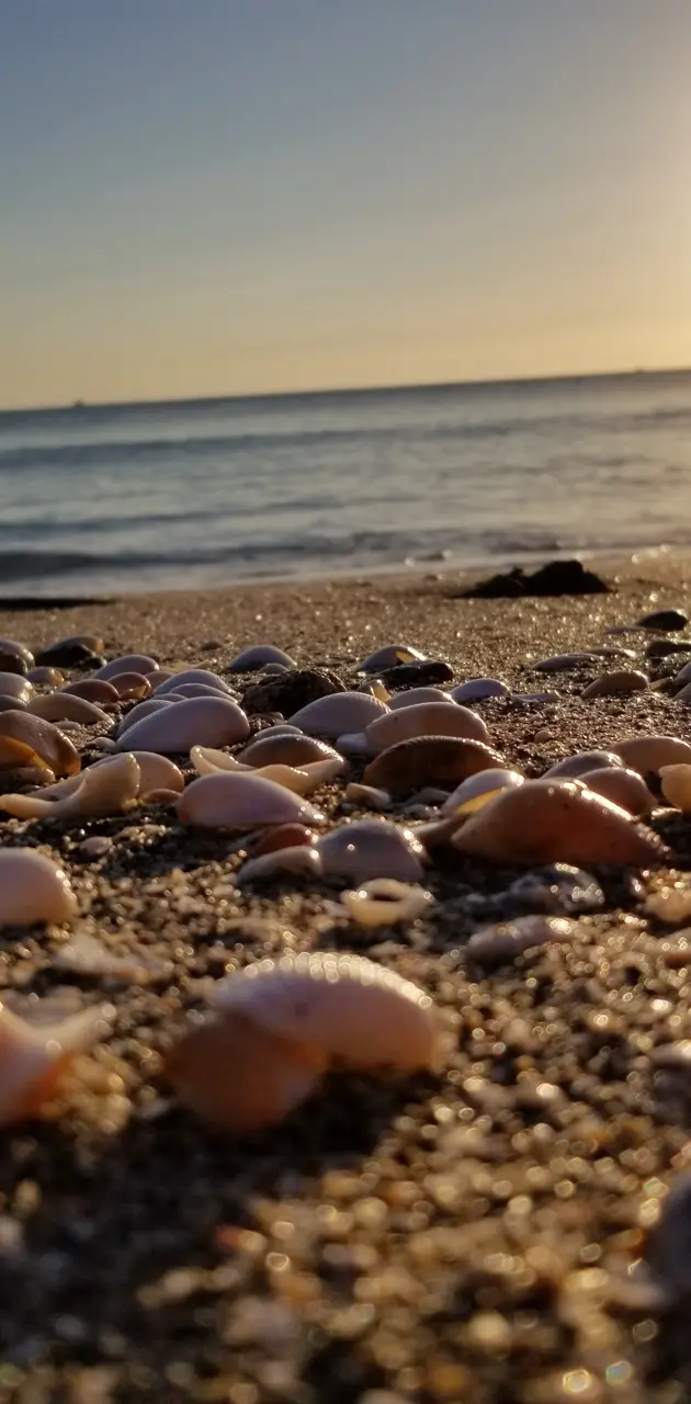 Shells beach