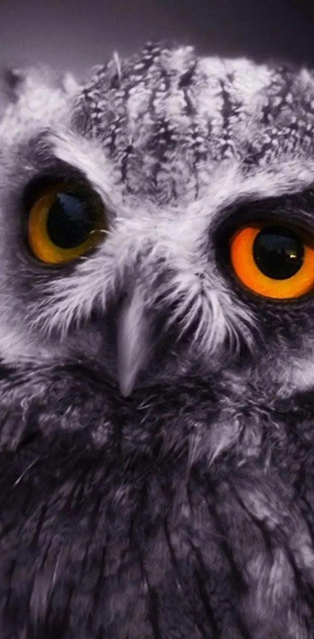 Owl Hd