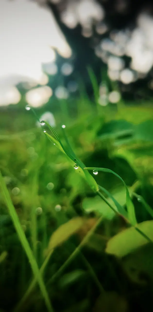 Small water on a grass