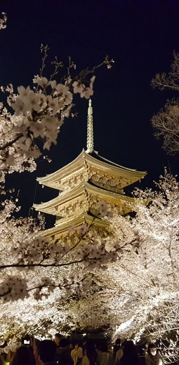 Kyoto Temple Sakura 
