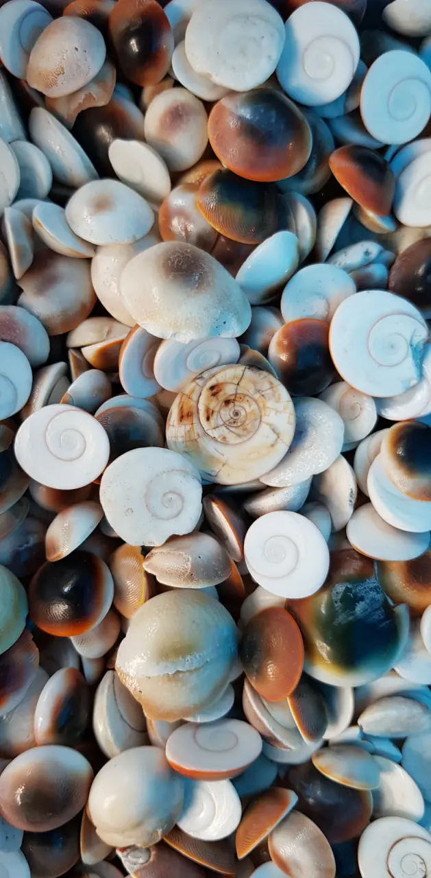 Incredible Shells