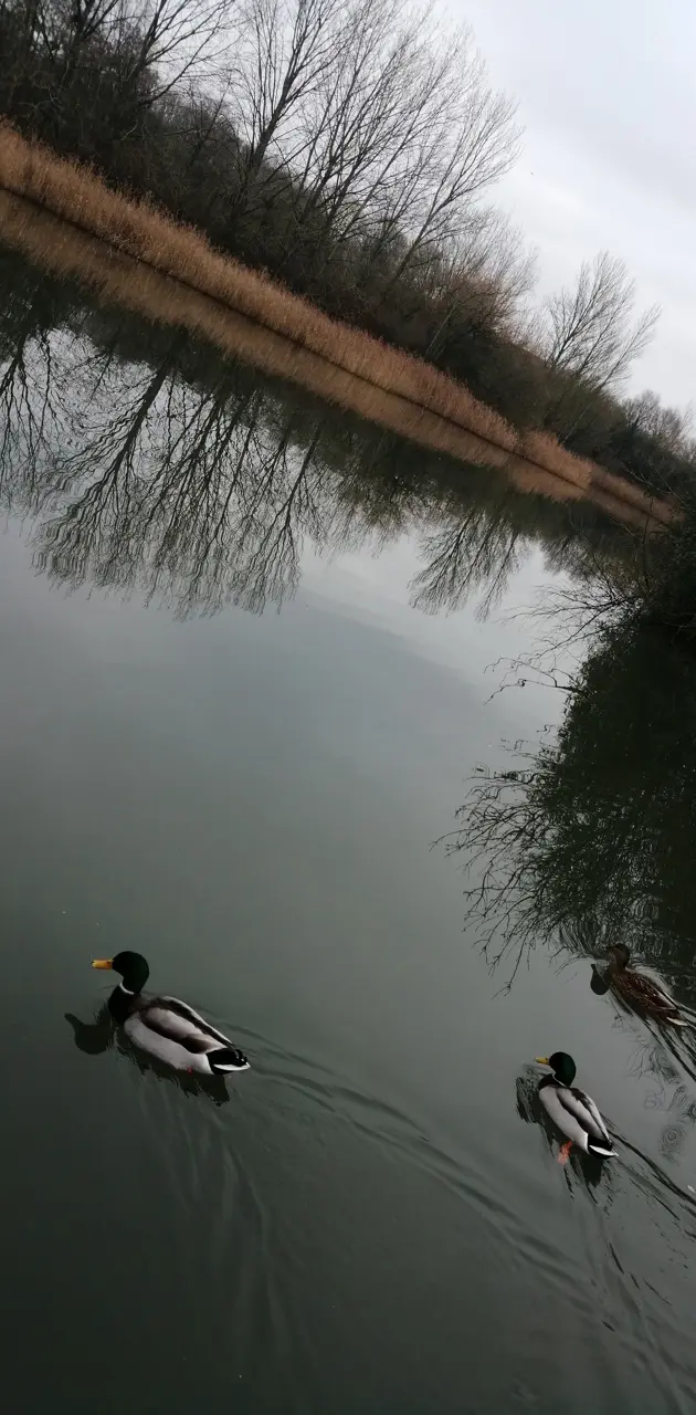 Floating ducks 