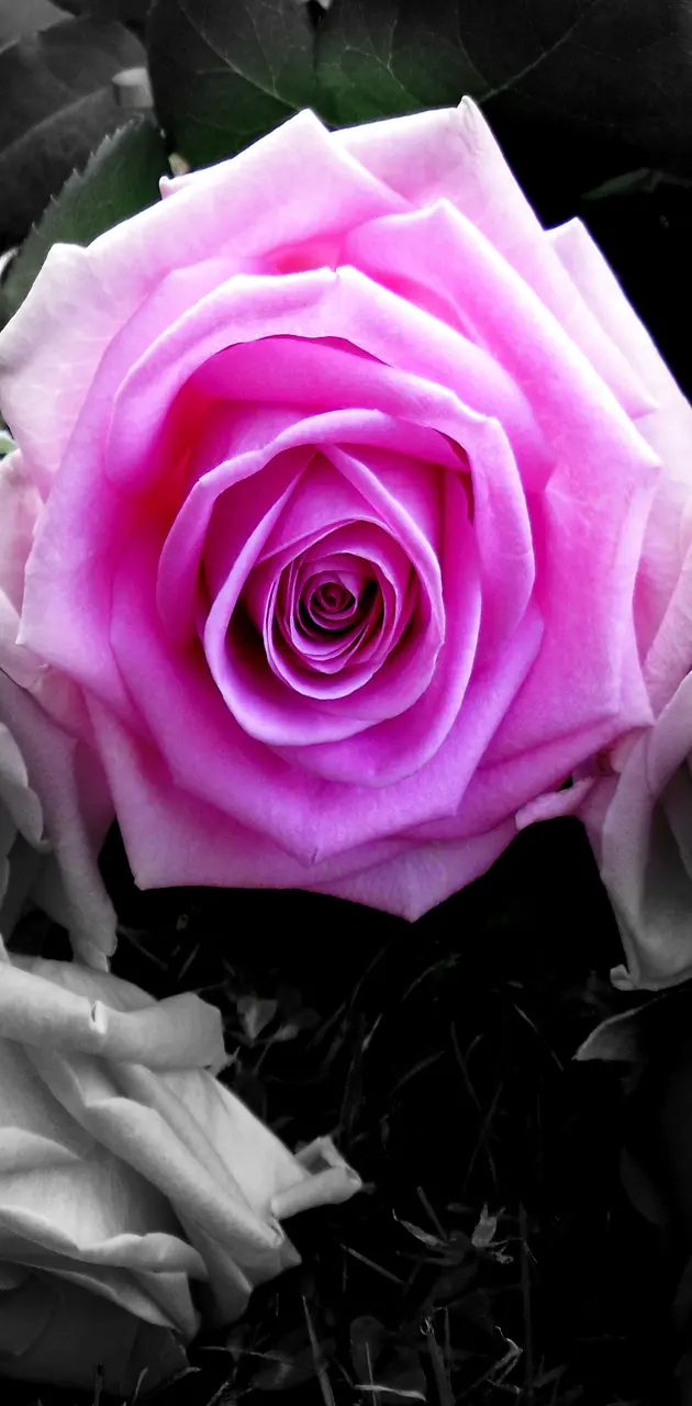 Beautiful  Pink Ros