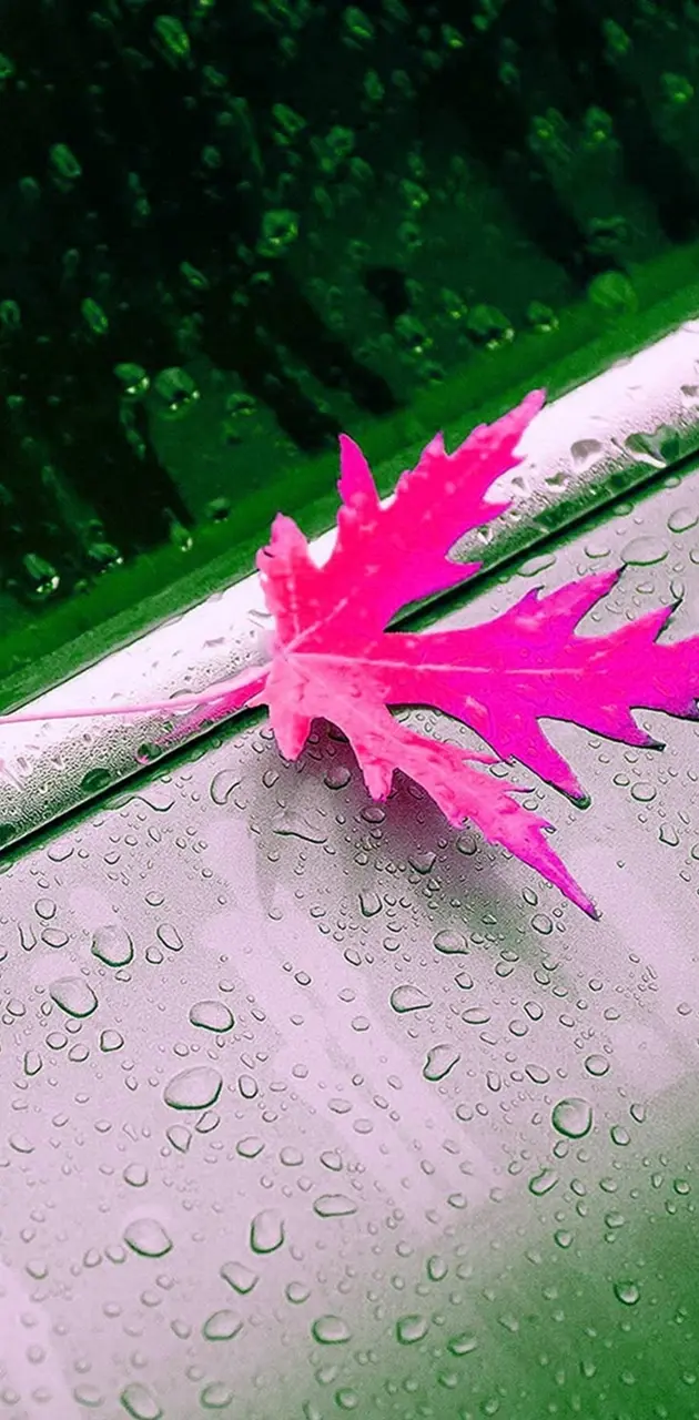 hd pink leaf