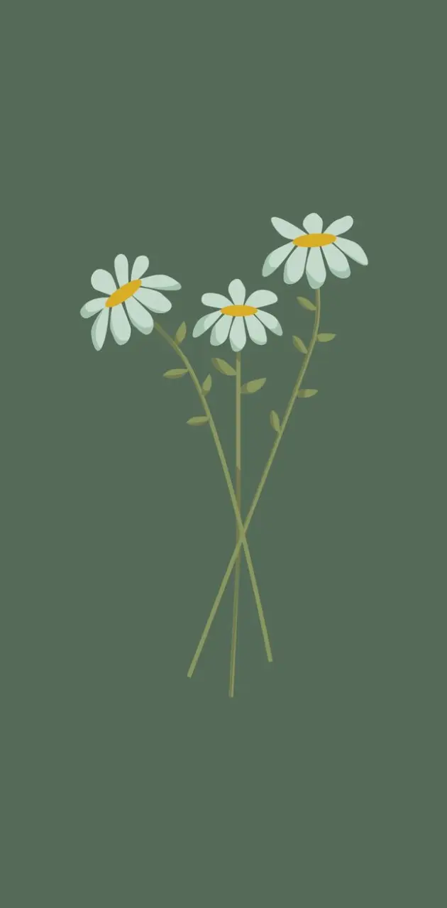 Daisy flower wallpaper