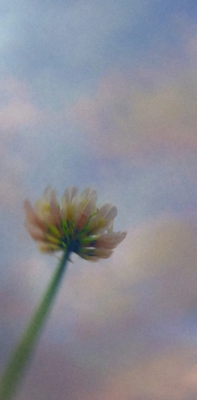 Flower in the sky 