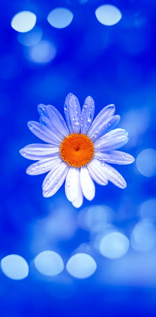 daisy blue