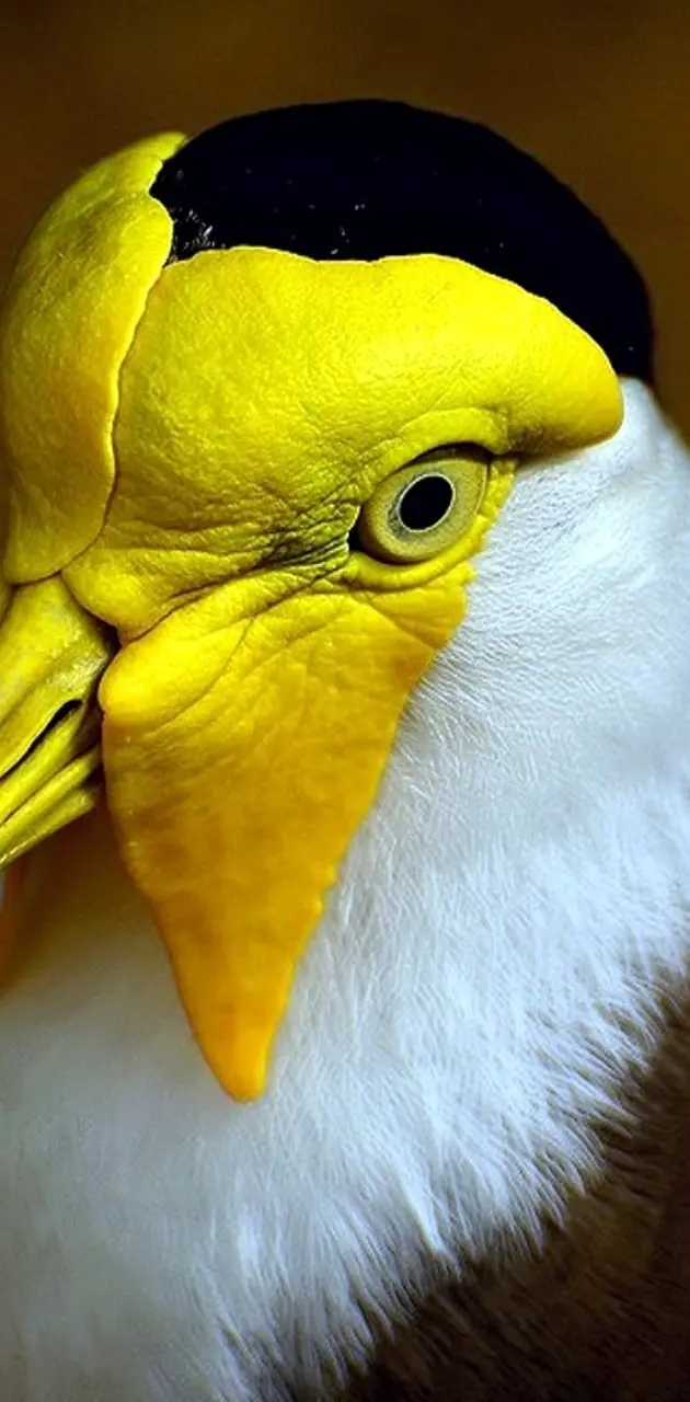 Yellow Eyes bird