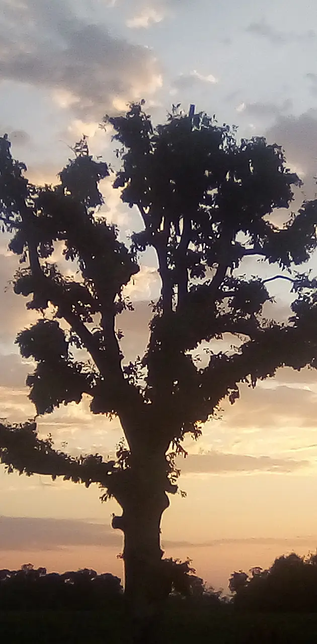 Golden hour tree 