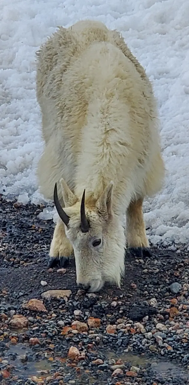 Colorado mt goat