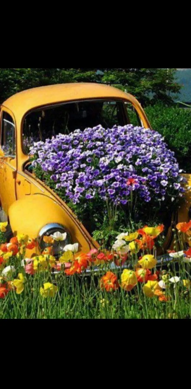 Wildflower car