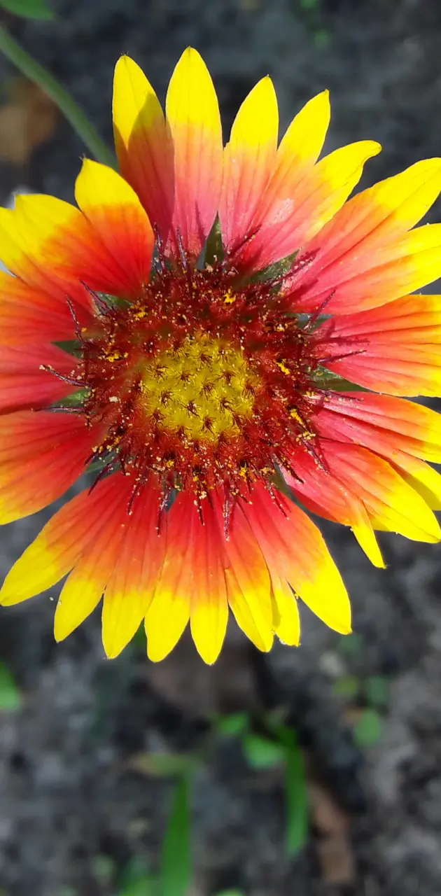 Tricolored Flower