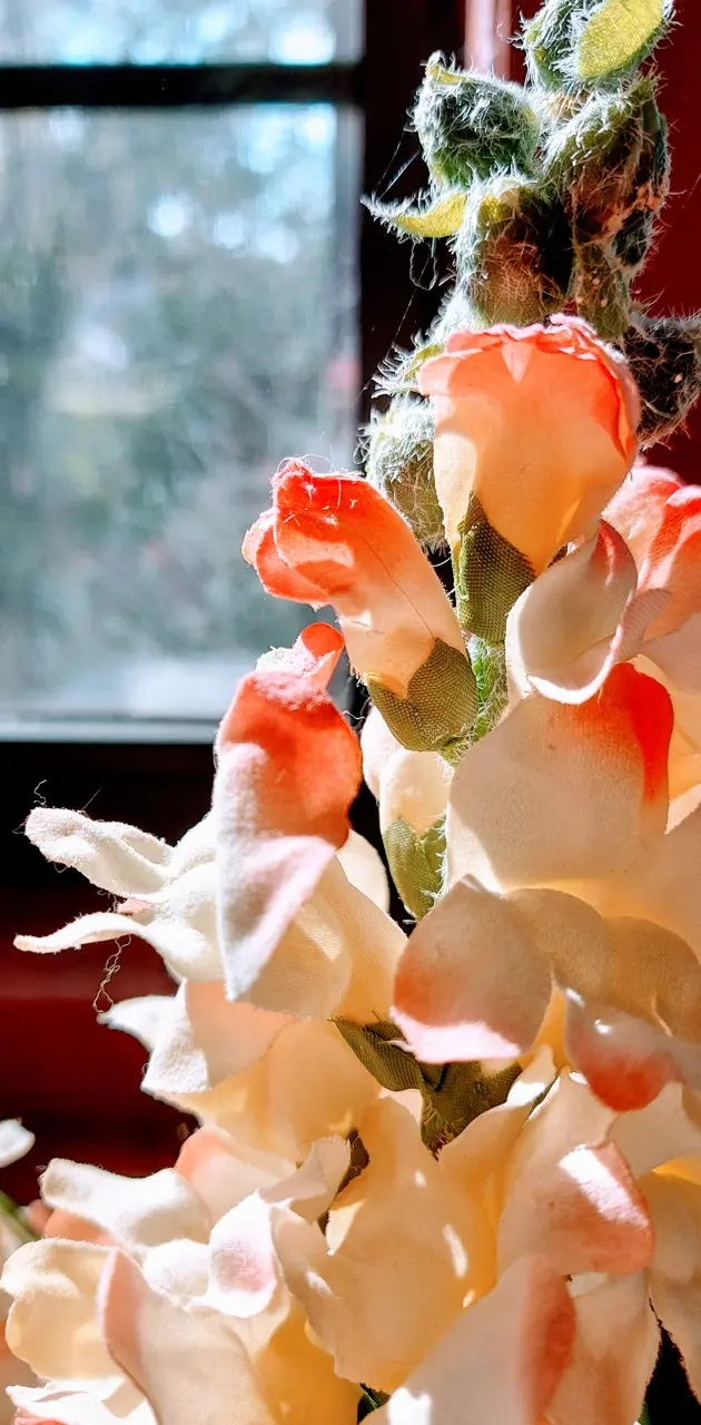Window Flowers