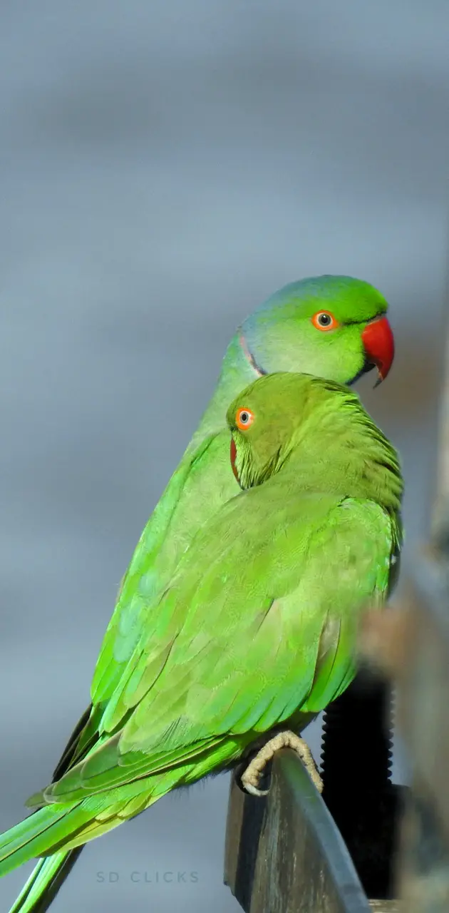 Nose-Ringed parakeet