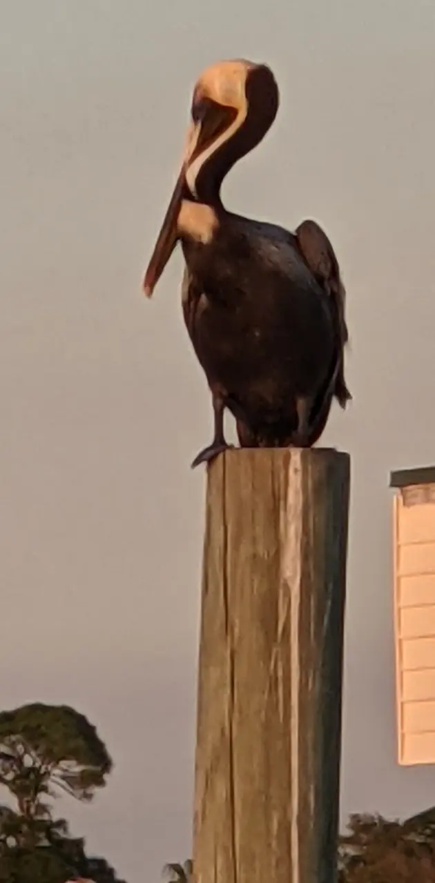  Pelican sunset