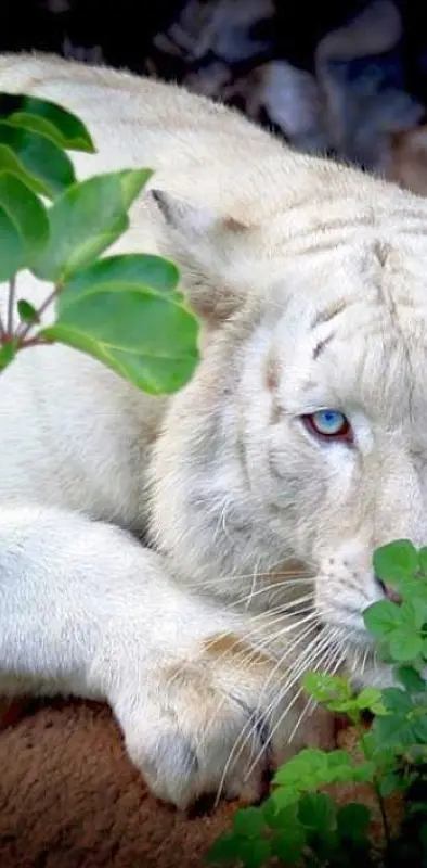 albino white tiger