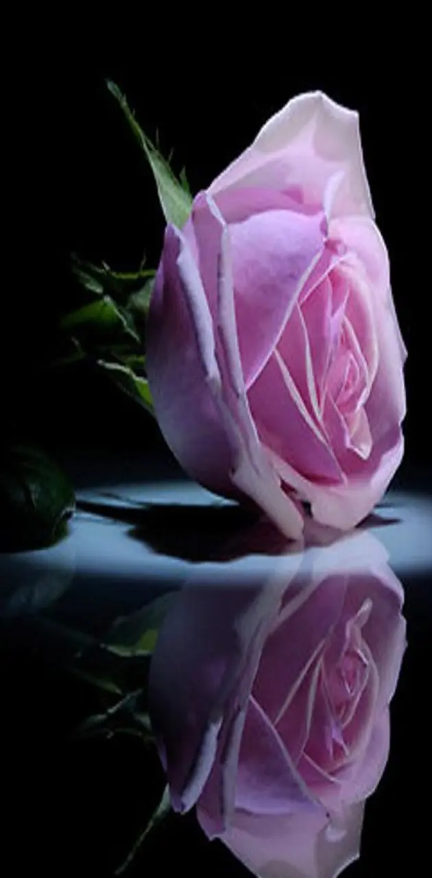 Beautiful  Pink Ros