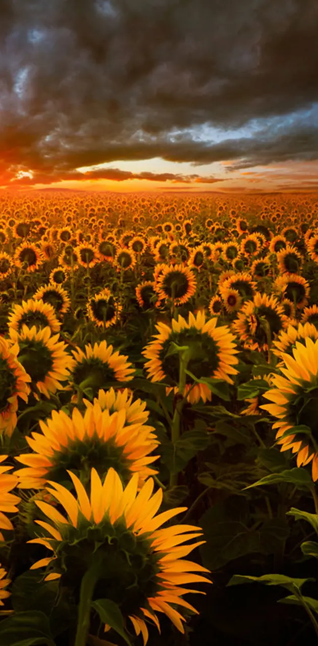 Sunflowers and Sky