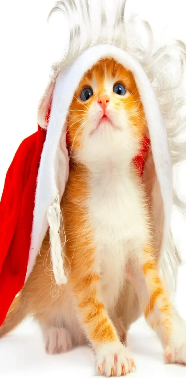 Santa Cat Hd