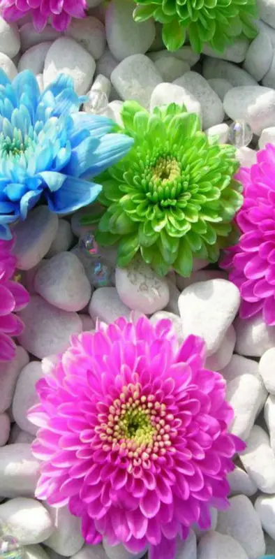 Colorful Flowers HD