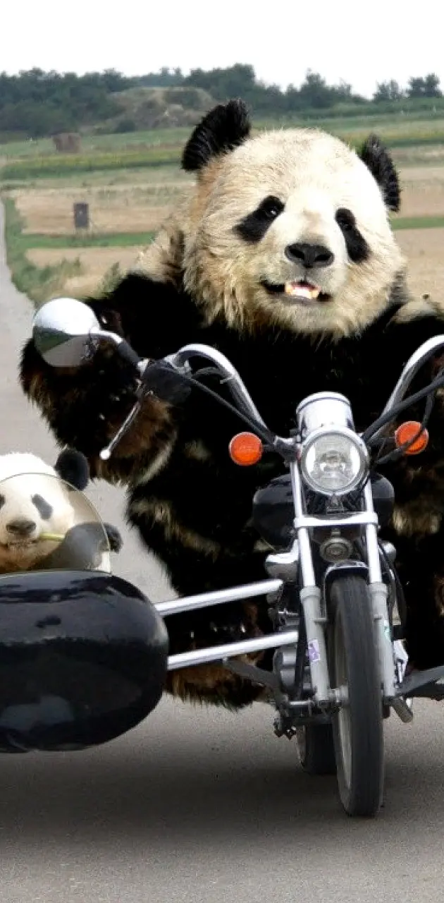 Cool Pandas