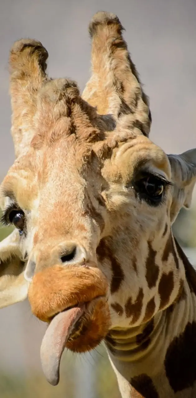 Funny giraffe