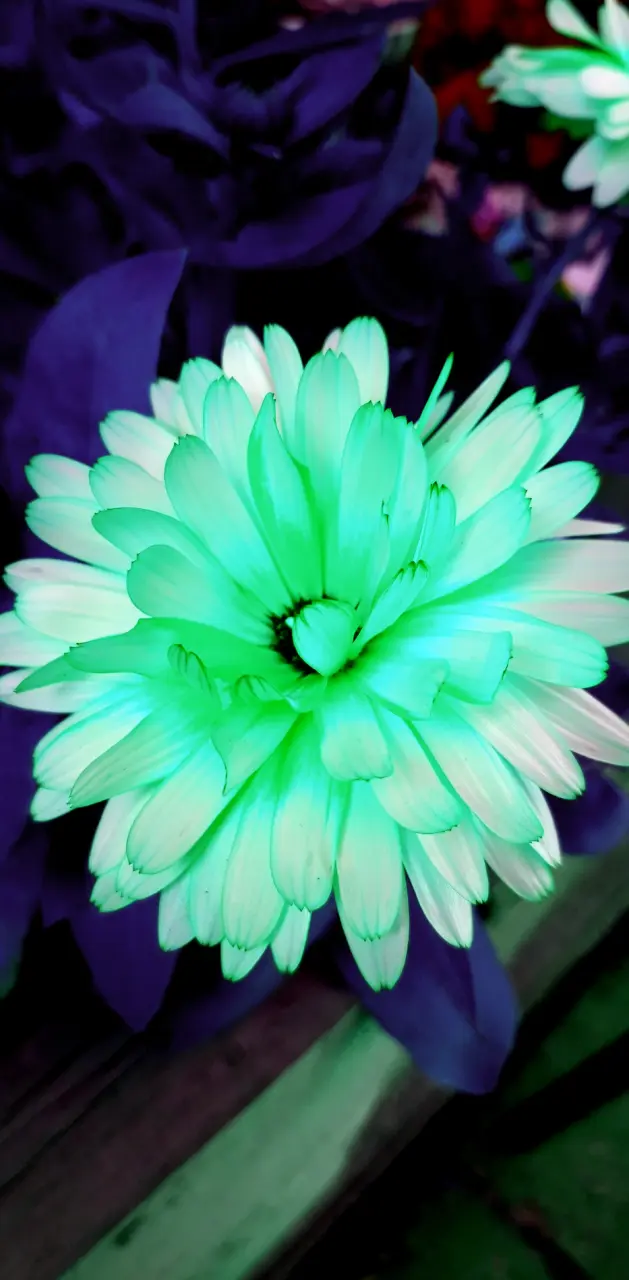 Luminous Flower