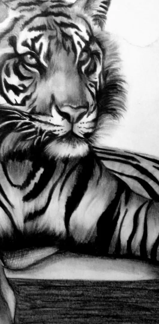 Tiger Drawing Hd