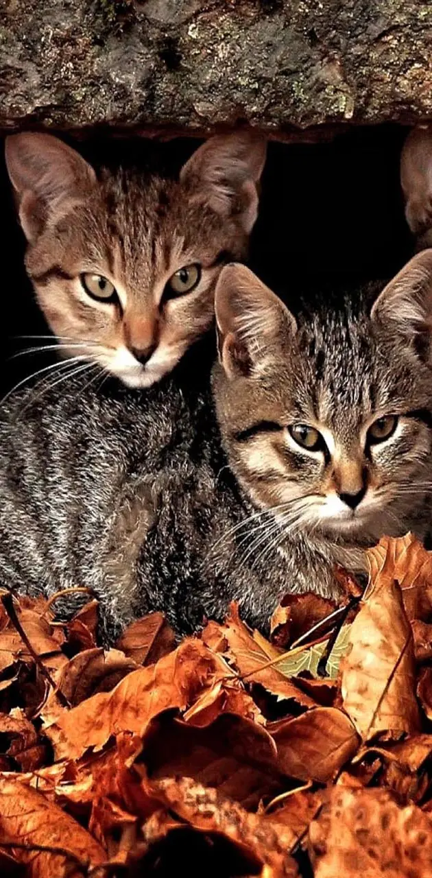 Cats and Leafs