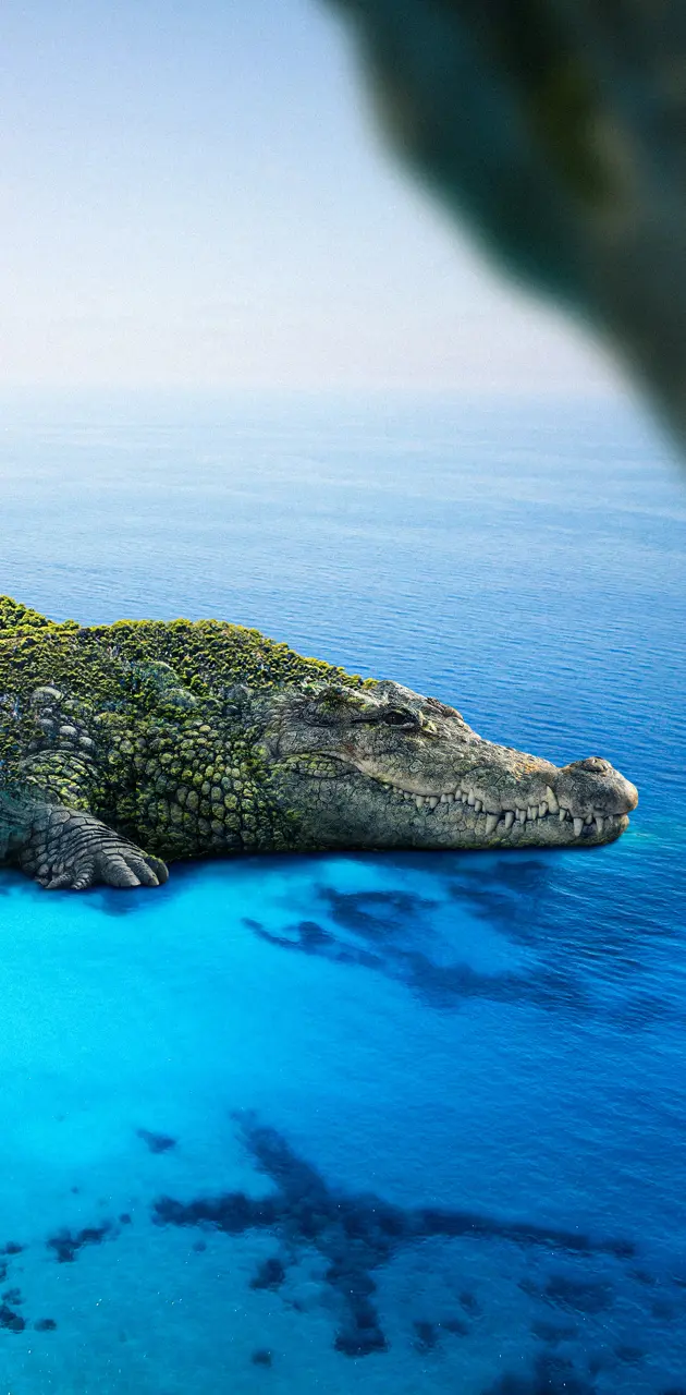 crocodile island