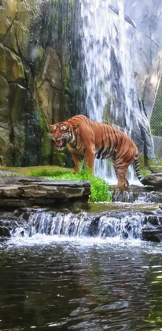 Jaya  Jax Zoo