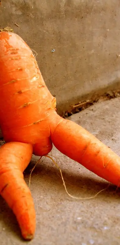 Funny Carrot