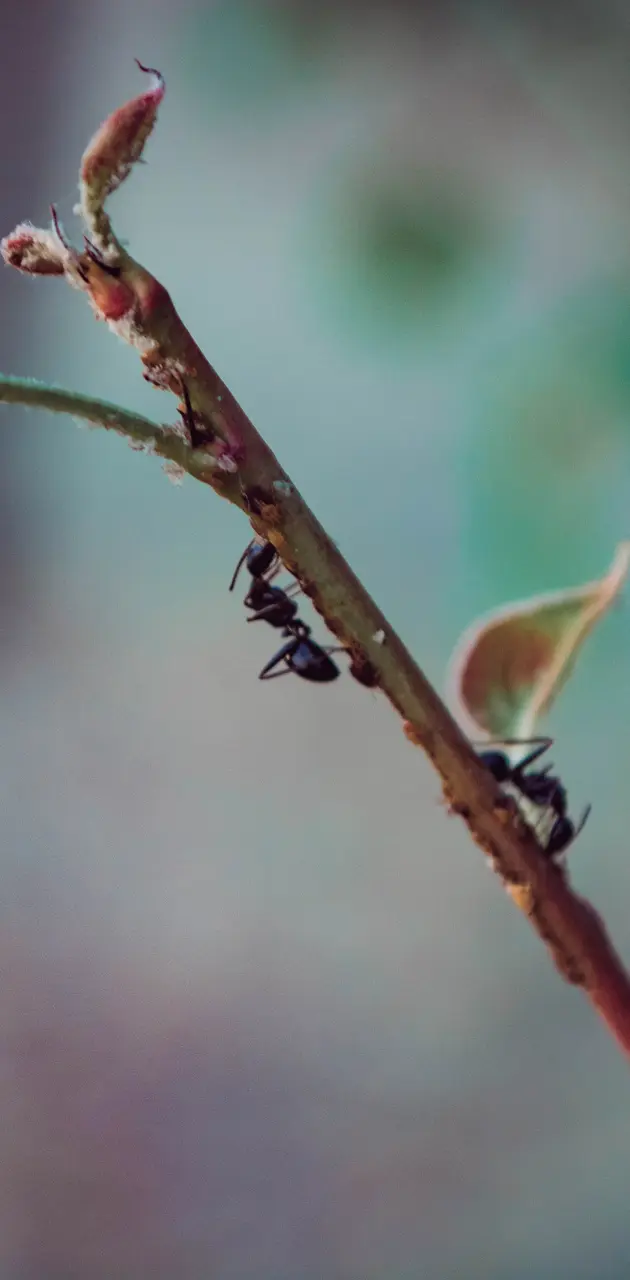 Ants  on leafs