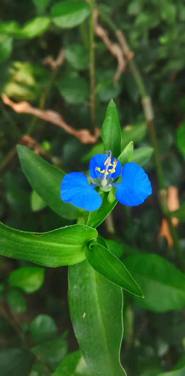 Blue AsiaticDay Flower
