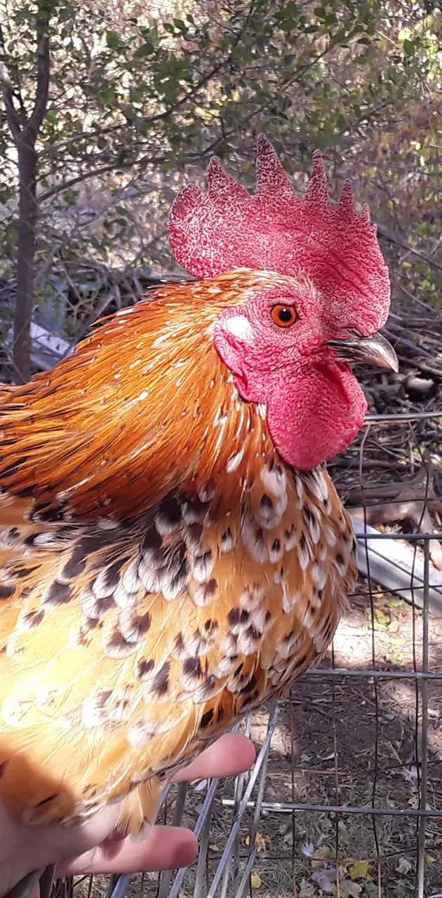 My rooster