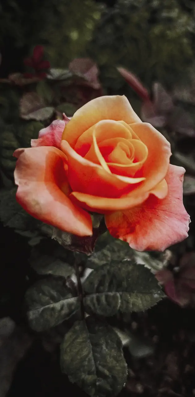 Love Rose 