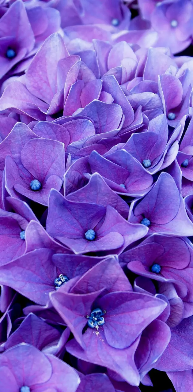 purple flowers hd