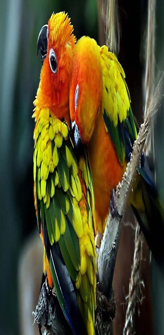 Cute parrots